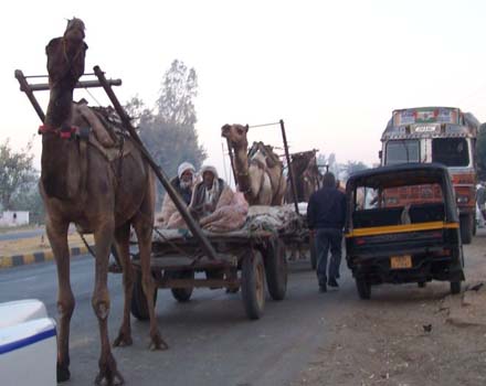 Taj Mahal Camel Cart